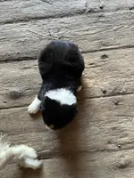 Light pink, a female Australian Shepherd for sale in Greenwood, ME – Photo 4 of 5