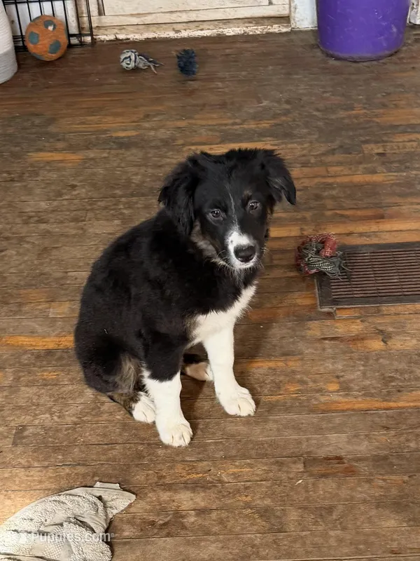 Light pink, a female Australian Shepherd for sale in Greenwood, ME – Photo 1 of 5