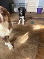 Light pink, a female Australian Shepherd for sale in Greenwood, ME – Photo 5 of 5