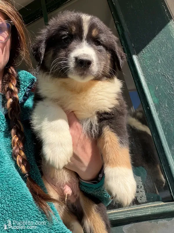 Yellow – Australian Shepherd puppy for sale in Greenwood, ME