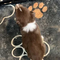 Dark Green , a male Australian Shepherd for sale in Greenwood, ME – Photo 4 of 5