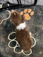 Dark Green , a male Australian Shepherd for sale in Greenwood, ME – Photo 2 of 3