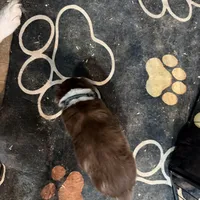 Dark Green , a male Australian Shepherd for sale in Greenwood, ME – Photo 5 of 5