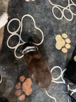 Dark Green , a male Australian Shepherd for sale in Greenwood, ME – Photo 3 of 3