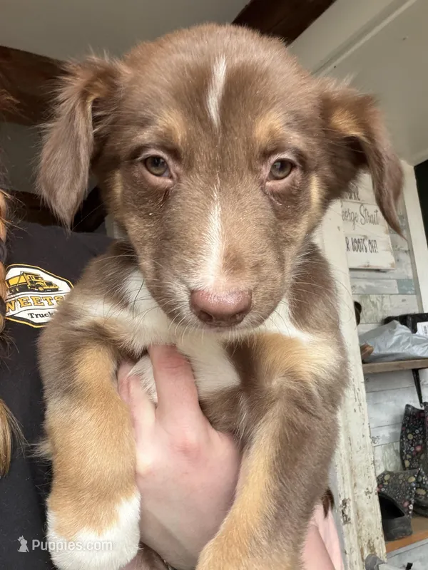 Dark Green  – Australian Shepherd puppy for sale in Greenwood, ME