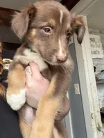 Dark Green , a male Australian Shepherd for sale in Greenwood, ME – Photo 2 of 5