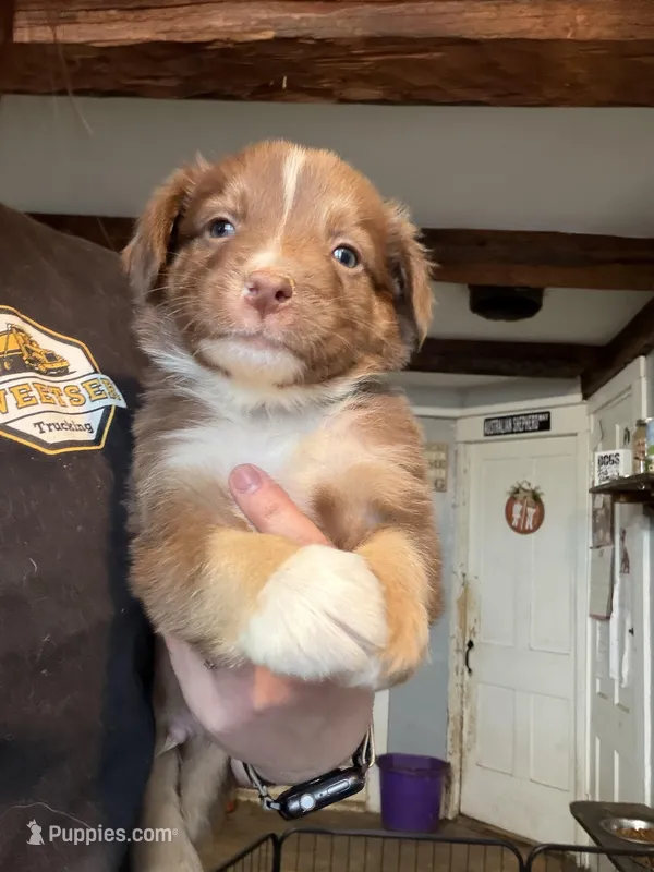 Dark Green , a male Australian Shepherd for sale in Greenwood, ME – Photo 1 of 3