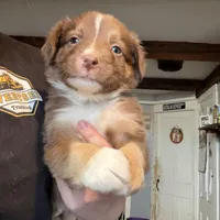 Dark Green , a male Australian Shepherd for sale in Greenwood, ME – Photo 3 of 5