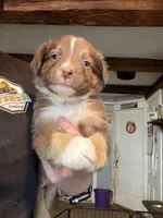 Dark Green , a male Australian Shepherd for sale in Greenwood, ME – Photo 1 of 3