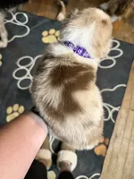 Purple, a female Australian Shepherd for sale in Greenwood, ME – Photo 3 of 3