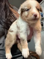 Purple, a female Australian Shepherd for sale in Greenwood, ME – Photo 2 of 3