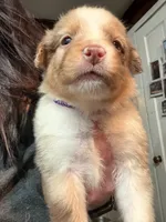 Purple, a female Australian Shepherd for sale in Greenwood, ME – Photo 1 of 3