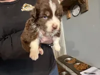 Light Purple, a female Australian Shepherd for sale in Greenwood, ME – Photo 4 of 4