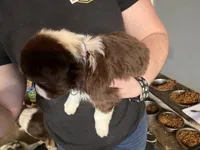 Light Purple, a female Australian Shepherd for sale in Greenwood, ME – Photo 3 of 4