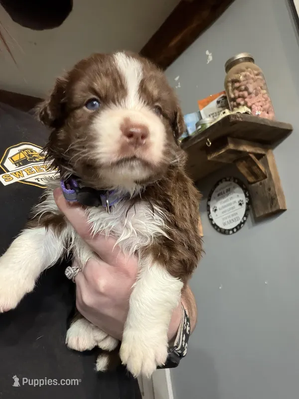 Light Purple, a female Australian Shepherd for sale in Greenwood, ME – Photo 1 of 4