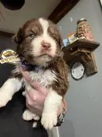 Light Purple, a female Australian Shepherd for sale in Greenwood, ME – Photo 1 of 4