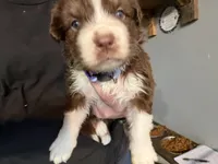 Light Purple, a female Australian Shepherd for sale in Greenwood, ME – Photo 2 of 4