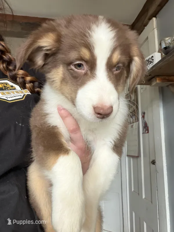Blue – Australian Shepherd puppy for sale in Greenwood, ME