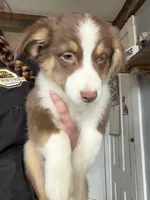 Blue, a male Australian Shepherd for sale in Greenwood, ME – Photo 1 of 3
