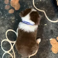 Blue, a male Australian Shepherd for sale in Greenwood, ME – Photo 3 of 3