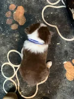 Blue, a male Australian Shepherd for sale in Greenwood, ME – Photo 2 of 2