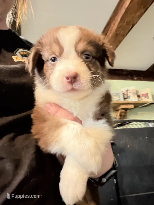 Blue, a male Australian Shepherd for sale in Greenwood, ME – Photo 1 of 2