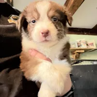 Blue, a male Australian Shepherd for sale in Greenwood, ME – Photo 2 of 3