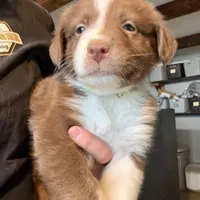 Lime, a female Australian Shepherd for sale in Greenwood, ME – Photo 3 of 4