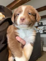 Lime, a female Australian Shepherd for sale in Greenwood, ME – Photo 1 of 2