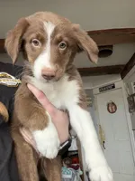 Lime, a female Australian Shepherd for sale in Greenwood, ME – Photo 2 of 4