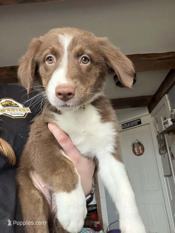 Lime – Australian Shepherd puppy for sale in Greenwood, ME