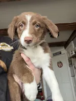 Lime, a female Australian Shepherd for sale in Greenwood, ME – Photo 1 of 4
