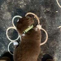 Lime, a female Australian Shepherd for sale in Greenwood, ME – Photo 4 of 4