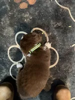 Lime, a female Australian Shepherd for sale in Greenwood, ME – Photo 2 of 2