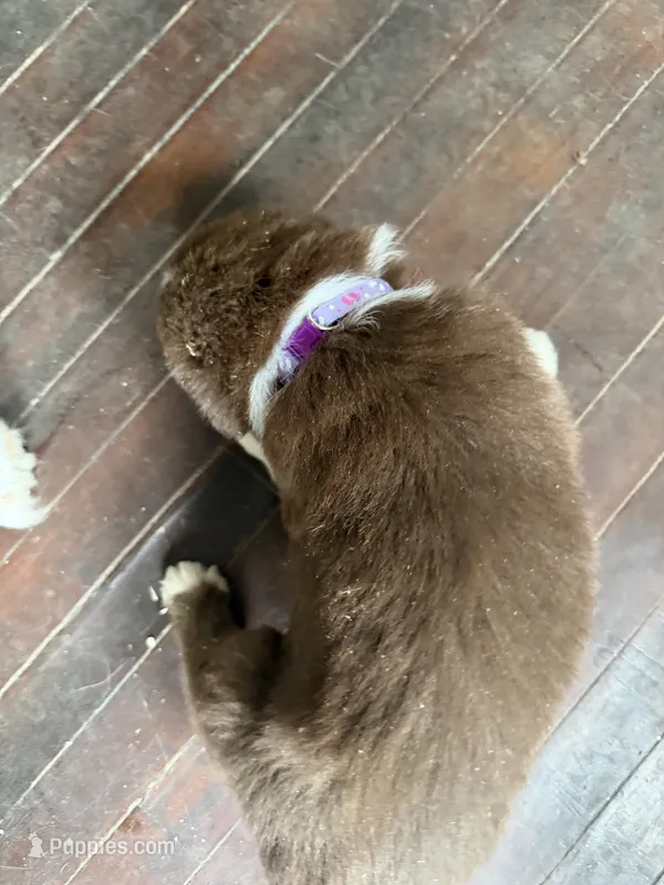 Purple  – Australian Shepherd puppy for sale in Greenwood, ME