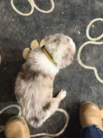 Yellow, a male Australian Shepherd for sale in Greenwood, ME – Photo 2 of 2