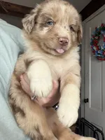 Red, a female Australian Shepherd for sale in Greenwood, ME – 3 of 4