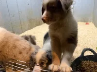 Red, a male Australian Shepherd for sale in Greenwood, ME – 3 of 4