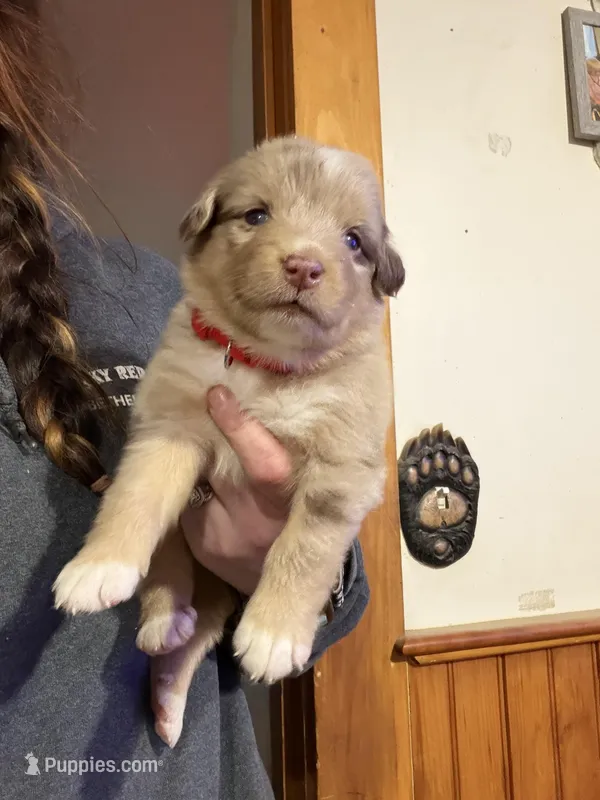 Red – Australian Shepherd puppy for sale in Greenwood, ME