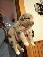 Red, a female Australian Shepherd for sale in Greenwood, ME – Photo 2 of 3