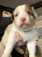 Teal, a female Australian Shepherd for sale in Greenwood, ME – Photo 3 of 5