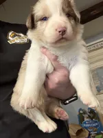 Teal, a female Australian Shepherd for sale in Greenwood, ME – Photo 1 of 5