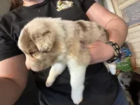 Teal, a female Australian Shepherd for sale in Greenwood, ME – Photo 4 of 5