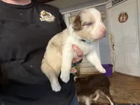 Teal, a female Australian Shepherd for sale in Greenwood, ME – Photo 5 of 5