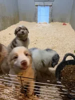 Pink, a female Australian Shepherd for sale in Greenwood, ME – 3 of 6