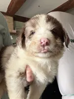 Pink, a female Australian Shepherd for sale in Greenwood, ME – 4 of 4