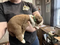 Green, a male Australian Shepherd for sale in Greenwood, ME – Photo 3 of 5