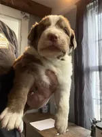 Green, a male Australian Shepherd for sale in Greenwood, ME – Photo 1 of 5