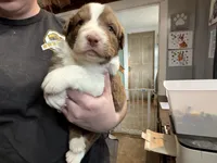 Green, a male Australian Shepherd for sale in Greenwood, ME – Photo 2 of 5