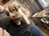 Green, a male Australian Shepherd for sale in Greenwood, ME – Photo 4 of 5